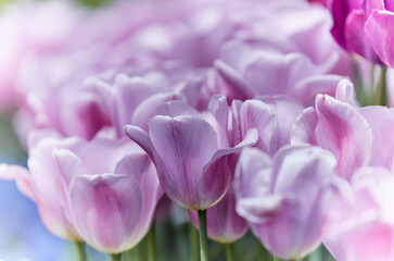 Fototapeta na wymiar Pink Tulips. Close up. Selective and soft focus. 