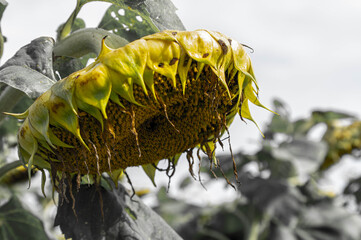 枯れたヒマワリの花