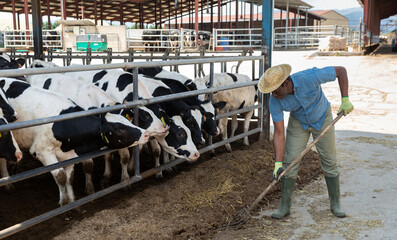 Focused busy African American working in cowshed, preparing hay for cows in livestock stall