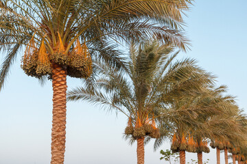 Fototapeta na wymiar Date palm branches with unripe dates on them.