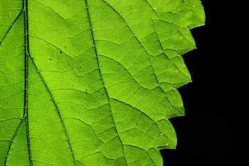Obraz premium Close-up and detail of a green nettle leaf, with veins and fibers, against a dark background