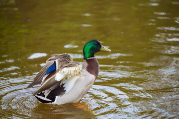 Close-up of a mallard duck on the water spreads its wings, wants to take off. Natural photography with wild birds. Beauty in nature. Warm spring day