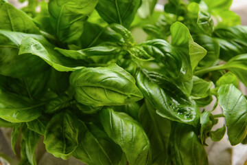 Fresh basil leaves as background, closeup