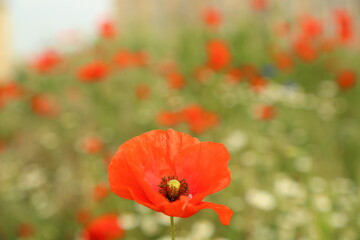 A poppy blooms on the field. A bright colorful flower blooms in the field.