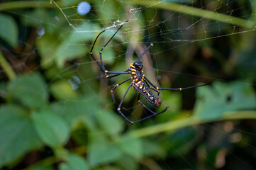 沖縄のオオジョロウグモ