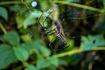 沖縄のオオジョロウグモ