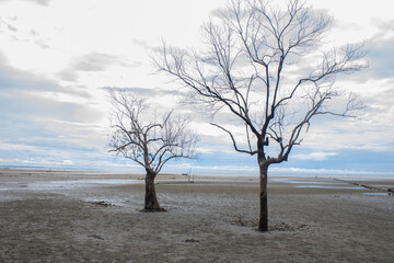 Fototapeta na wymiar Two leafless trees on the beach