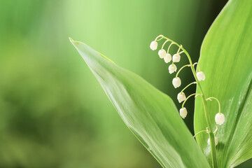 Beautiful lily-of-the-valley flowers outdoors, closeup