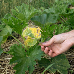 Deficiency of minerals in plant. Lack of nitrogen, potassium. Sick yellow leaky cucumber leaves...