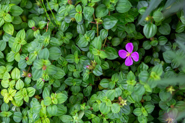 purple flowers in a bush of green leaves beautiful and fit Background image and space for text