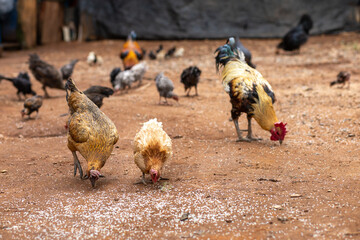 Native chickens in Thailand are eating rice on the ground. Thai people raise chickens by sowing...