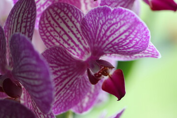 purple orchid macro on a purple background