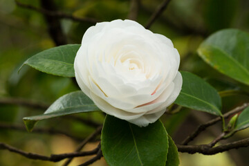 Japanese camellia White. Beautiful white large flower on a bush branch in the garden, spring background - obrazy, fototapety, plakaty