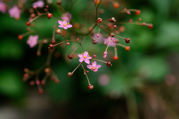 ピンク色の花