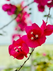 close up of red flowers