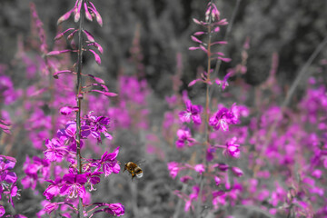 Bright forest flowers of Ivan-tea with a bee flying on them. Summer wildflowers at their peak. Selective focus and light refining. Slender purple flowers close-up. Russia (Ural) 