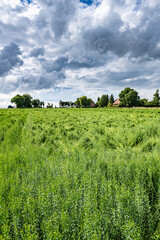 Calamité agricole, intempéries, dégats cultures. Champ de lin en fleur versé suite à orage et grêle. Ciel orageux menacant