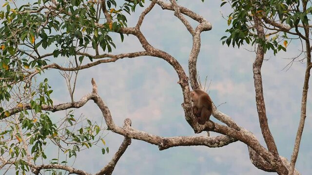Northern Pig-tailed Macaque, Macaca leonina, Thailand; sitting on a branch exposing its genitals to the public LOL while enjoying the scenery.