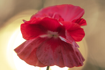 Poppy blossom in the last evening light