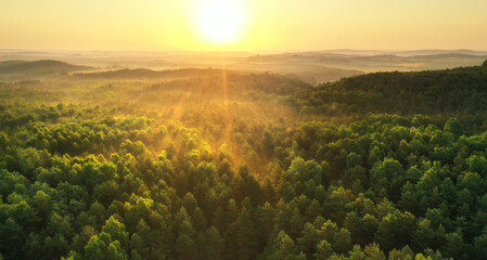 Beautiful morning light over the forest
