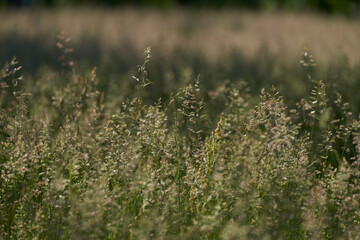 Frühling / Sommer 21