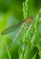 dragonfly on a green leaf in summer near the river