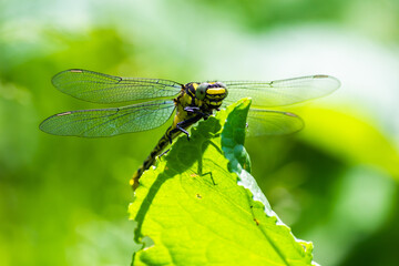 dragonfly on a green leaf in summer near the river