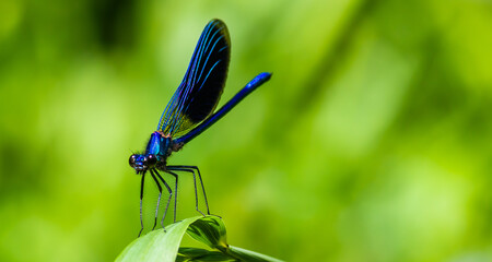 dragonfly on a green leaf in summer near the river