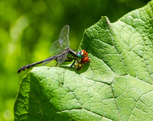 dragonfly on a green leaf in summer near the river