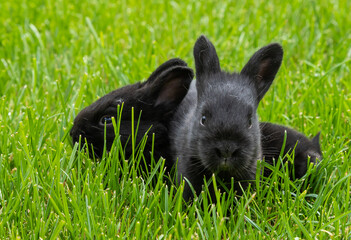 little black rabbits in the green grass