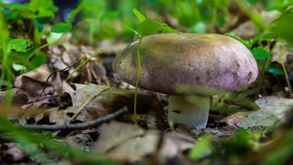 mushroom in the natural environment in the forest
