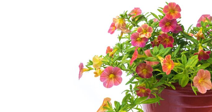 Close-up of blooming yellow, pink, orange, red petunia flowers in pot on white background. Colorful petunia flower bush. Congratulation banner with a place for the text. Selective focus