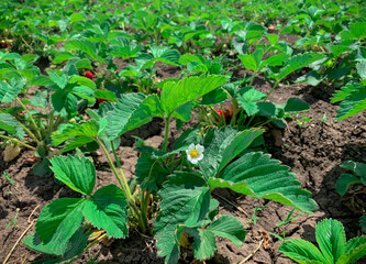 Strawberry beds with strawberry white flowers and early spring strawberries on farm field.