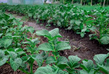 Close up view of green leaves on a row with organic potato plants in a farm field.
