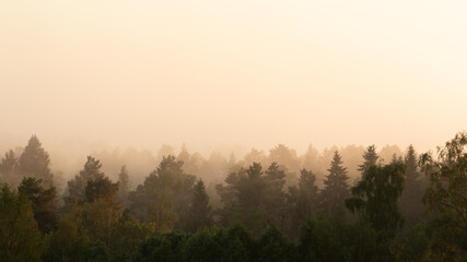 trees in fog at sunrise