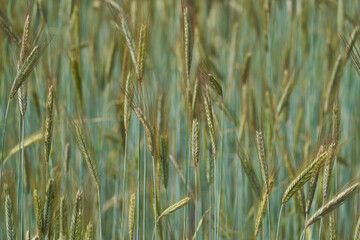 Fr&uuml;hling / Sommer 21