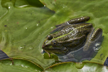 Frühling / Sommer 21