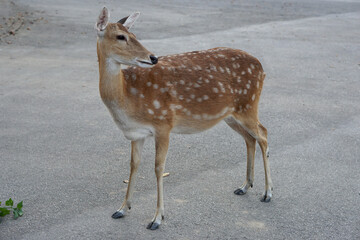 Asian deer on the grass, green tree background