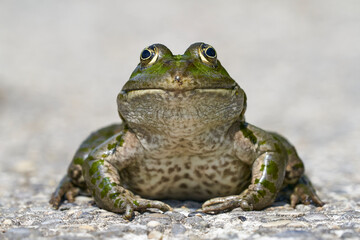 Frühling / Sommer 21