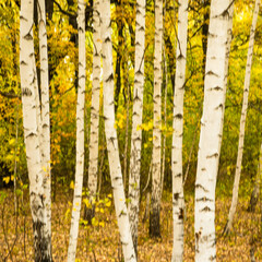 Obraz premium Blurred natural landscape - birch trunks in autumn birch grove with yellow leaves close up