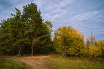 Fototapeta premium Forest autumn landscape - a path leading to a pine grove against the background of the sky with clouds