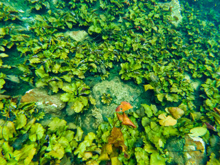 Underwater world. Lots of stones and bright green algae. We also see many colorful fish. Bright lighting. Background. Texture. Wallpaper. Underwater photography.