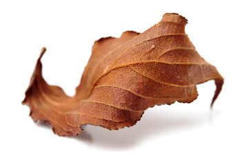 Fall leaf isolated on white background