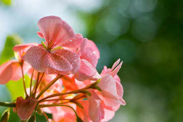 Geranium. small pale pink flowers. Floral background. Pink flowers of homegrown violets in a pot on a green background. bokeh, beautiful flower, close-up
