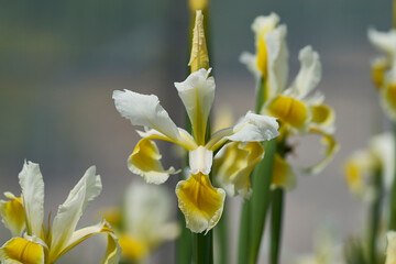 Frühling / Sommer 21