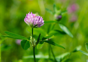 Red Clover, Trifolium pratense, in a typical meadow environment. delicate flower, on a light green natural background. macro nature. wild flower. pink clover, flower in the field. close-up