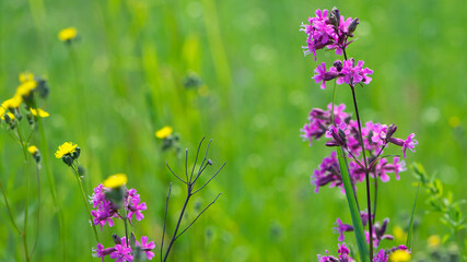 Viscaria vulgaris. flowering meadow. delicate pink flowers close-up. European summer nature. Countryside, village in Russia. Blossom viscaria vulgaris. Blooming sticky catchfly. Seasonal flower