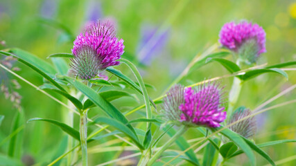 flowering meadow. Wild red clover flower isolated, Trifolium pratense, with green background. Red Clover, in a typical meadow environment. delicate flower close-up. macro nature.