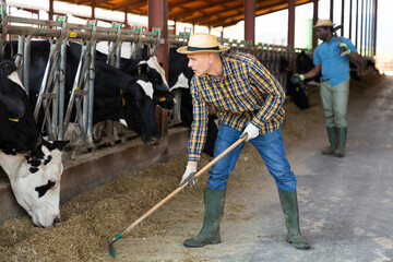 Diligent positive farmer working in cowshed, engaged in breeding of milking holstein co