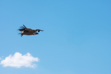 griffon vulture flying over the blue sky